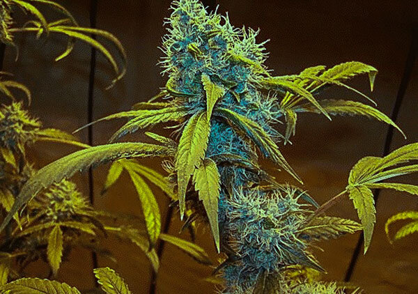  Штамм Auto Northern Blue появился благодаря скрещиванию таких известных сортов как Northern Lights и Blueberry, этим кустам характерны синие оттенки соцветий и листьев.-3
