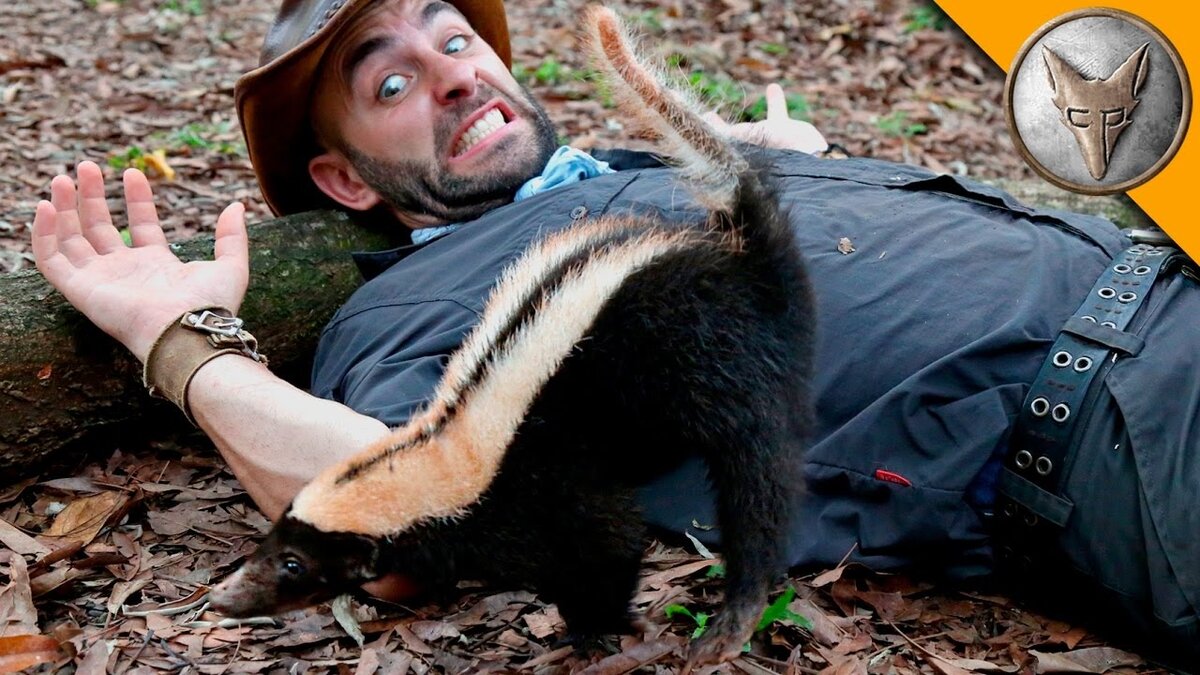 Нападение скунса