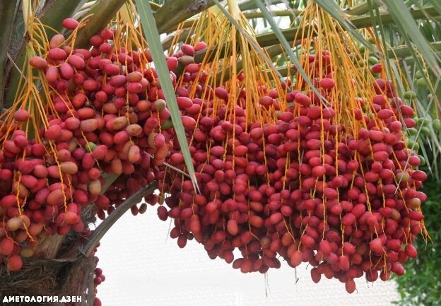 Зрелые грозди на ветках пальмы