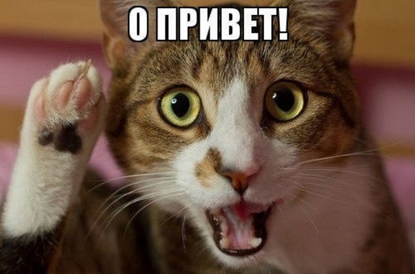 https://images.kashamalasha.com/201310290012-o-privet-kashamalasha-com.jpg