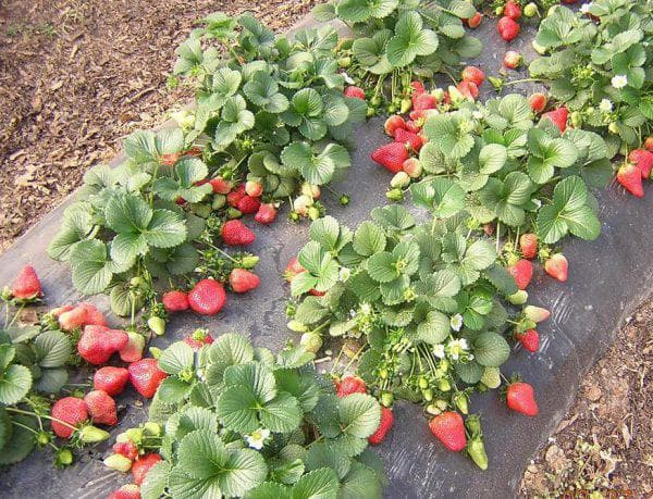 фото из интернета