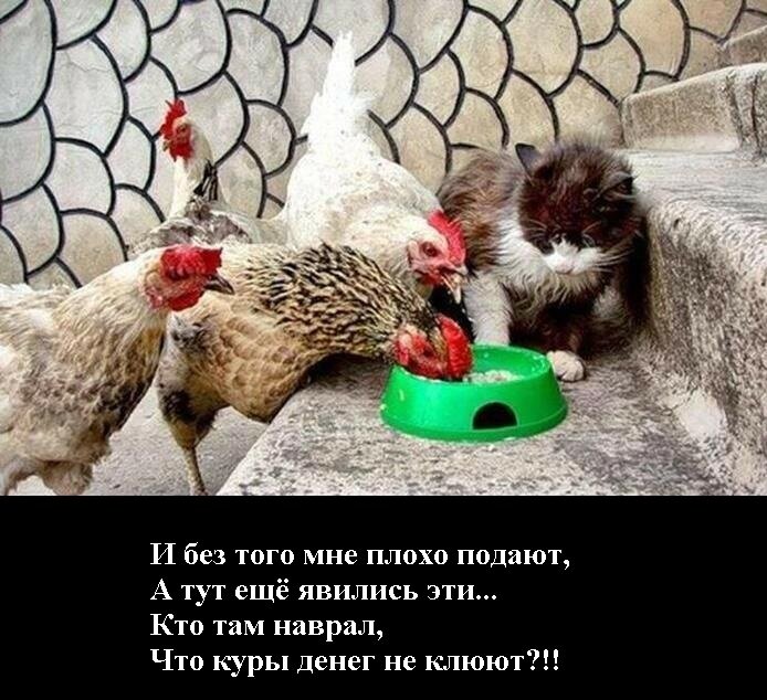 Кошка и куры. Курица с котятами. Кот и куры. Курица и кошка. Кот в курятнике.