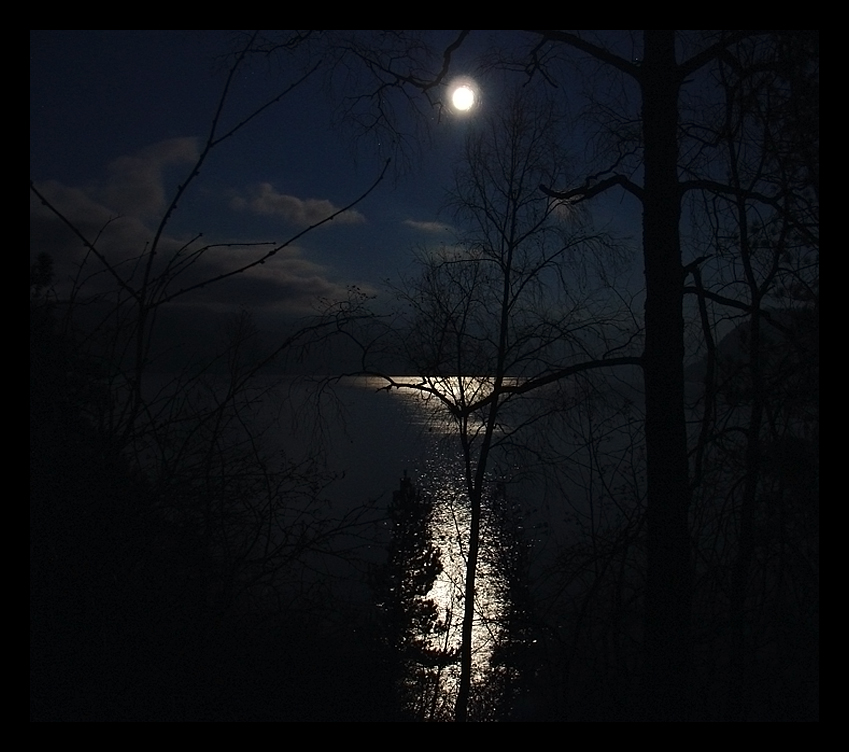 Таинственный свет луны. Сумрак ночи. Мрак. Лунный свет в лесу. Ночной мрак.