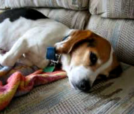 Постоянные проблемы с желудком