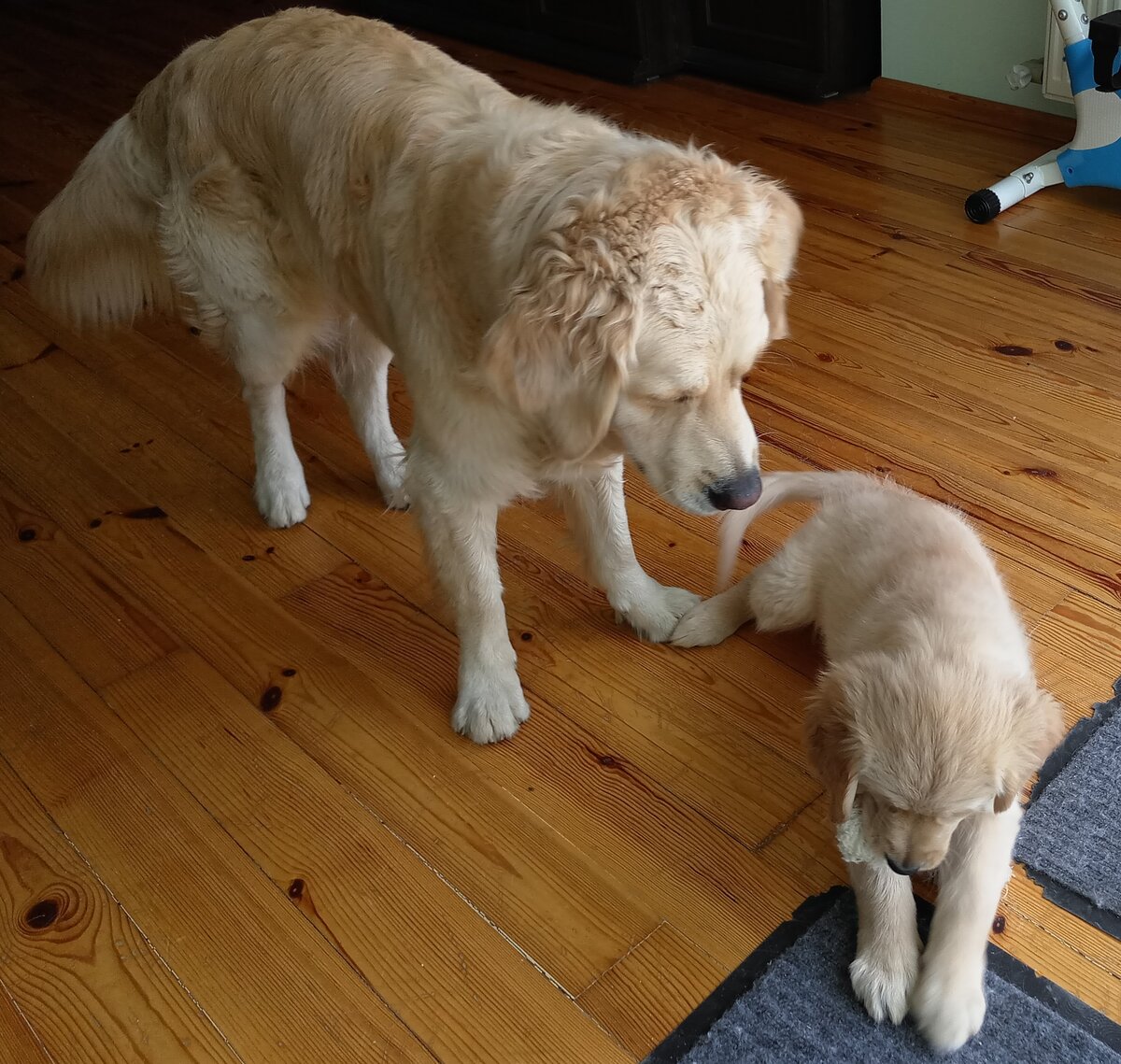 Сосновый лакированный пол не выдерживает испытание двумя собаками