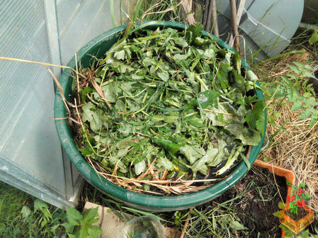 Свежескошенная трава