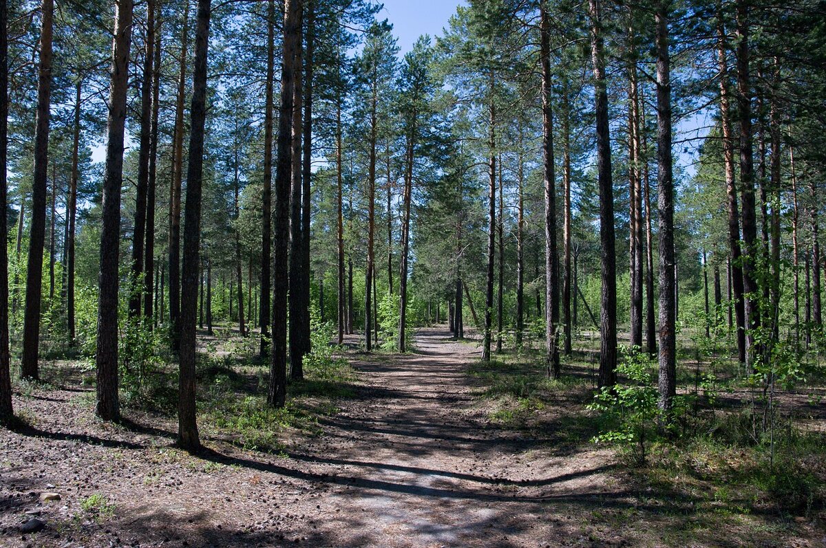 Бор культура. Караканский Бор в Новосибирской. Заельцовский Бор Новосибирск. ООПТ Заельцовский Бор. Природный парк "Караканский Бор".