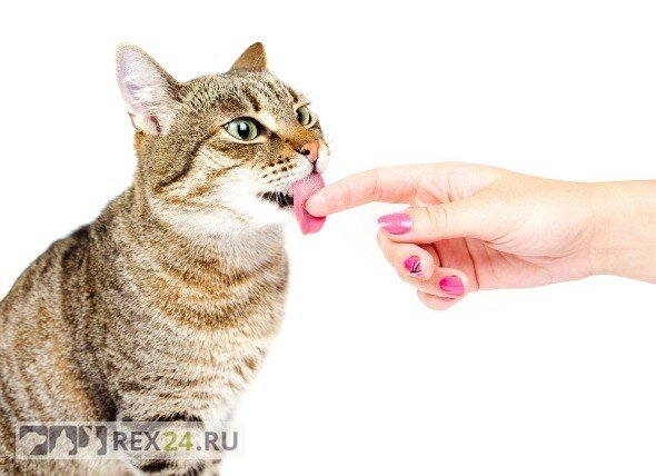 Фото: wallpaperget.com