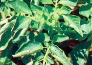 Скручивание листьев куста картофеля — признак вирусного заболевания, фото Яндекс.Картинки