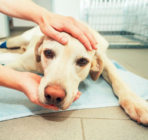 Рак у собак - симптомы и прогноз | Лапа помощи | Дзен