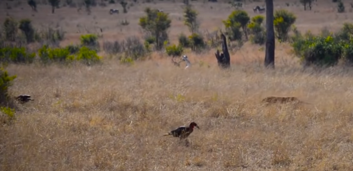 Крадущийся леопард уже наметил свою цель и готовится к атаке. 