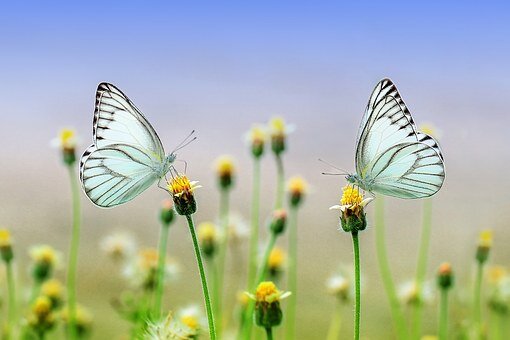 https://cdn.pixabay.com/photo/2016/01/08/11/57/butterfly-1127666__340.jpg
