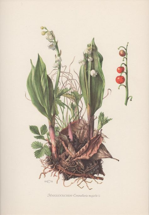 https://i.pinimg.com/474x/42/4c/b3/424cb32adcb685bd30d6154a390b7759--botanical-drawings-botanical-illustration.jpg
