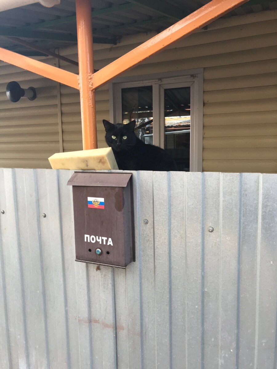 Тамбовский кот.