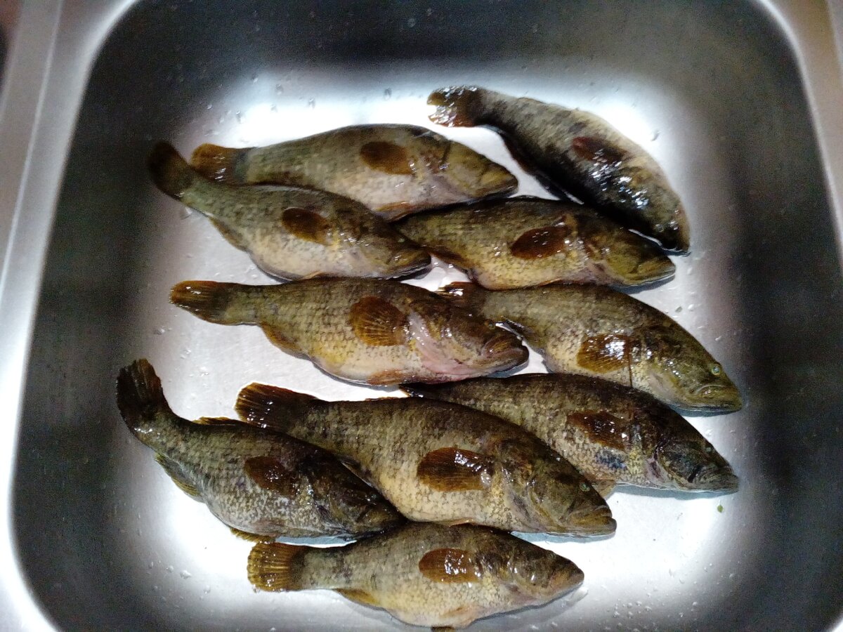 Раковина ротана.