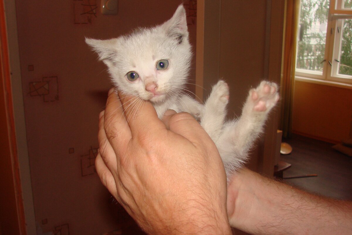 Котёнок, буду.щий кот Фантик.