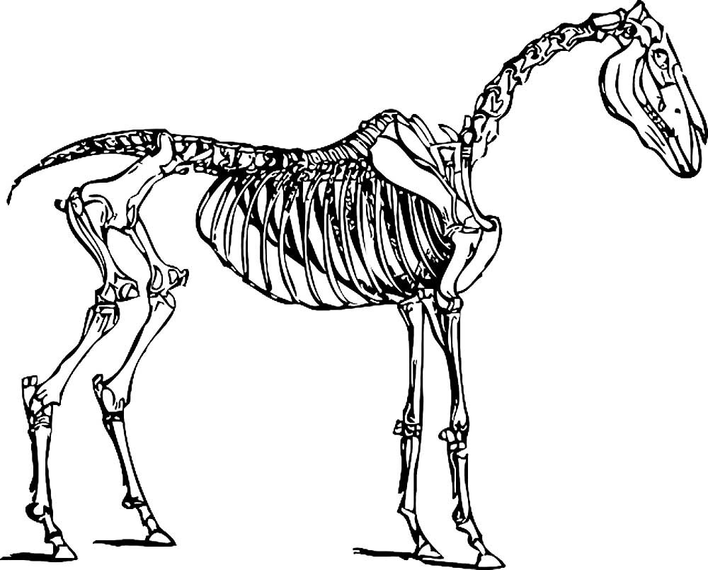 Скелет лошади анатомия кости
