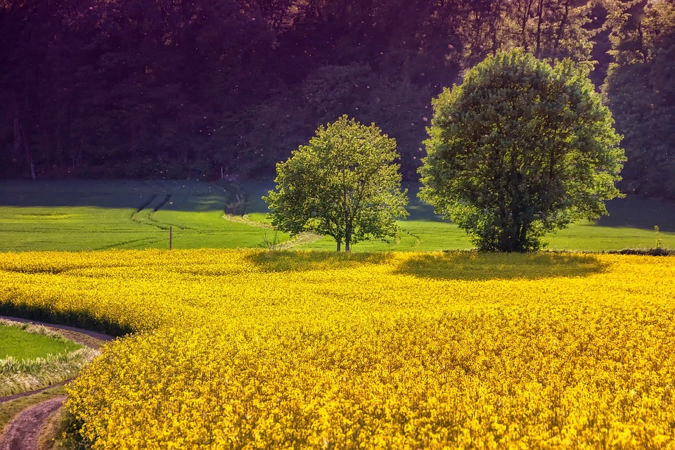 Рапсовое поле. https://pixabay.com/ru/photos/%D0%BF%D0%B5%D0%B9%D0%B7%D0%B0%D0%B6-%D0%BF%D0%BE%D0%BB%D0%B5-%D1%80%D0%B0%D0%BF%D1%81%D0%B0-%D1%80%D0%B0%D0%BF%D1%81-%D0%BF%D1%80%D0%B8%D1%80%D0%BE%D0%B4%D1%8B-3427990/