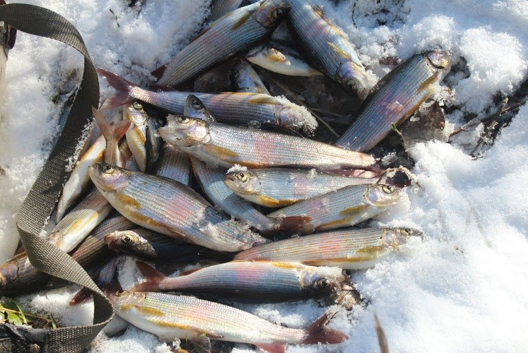 https://catcher.fish/wp-content/uploads/2019/04/8-tehnika.jpg