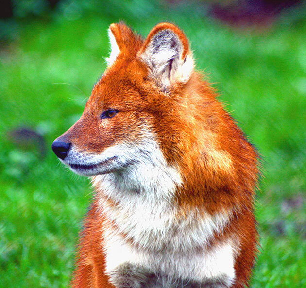 Красный волк 