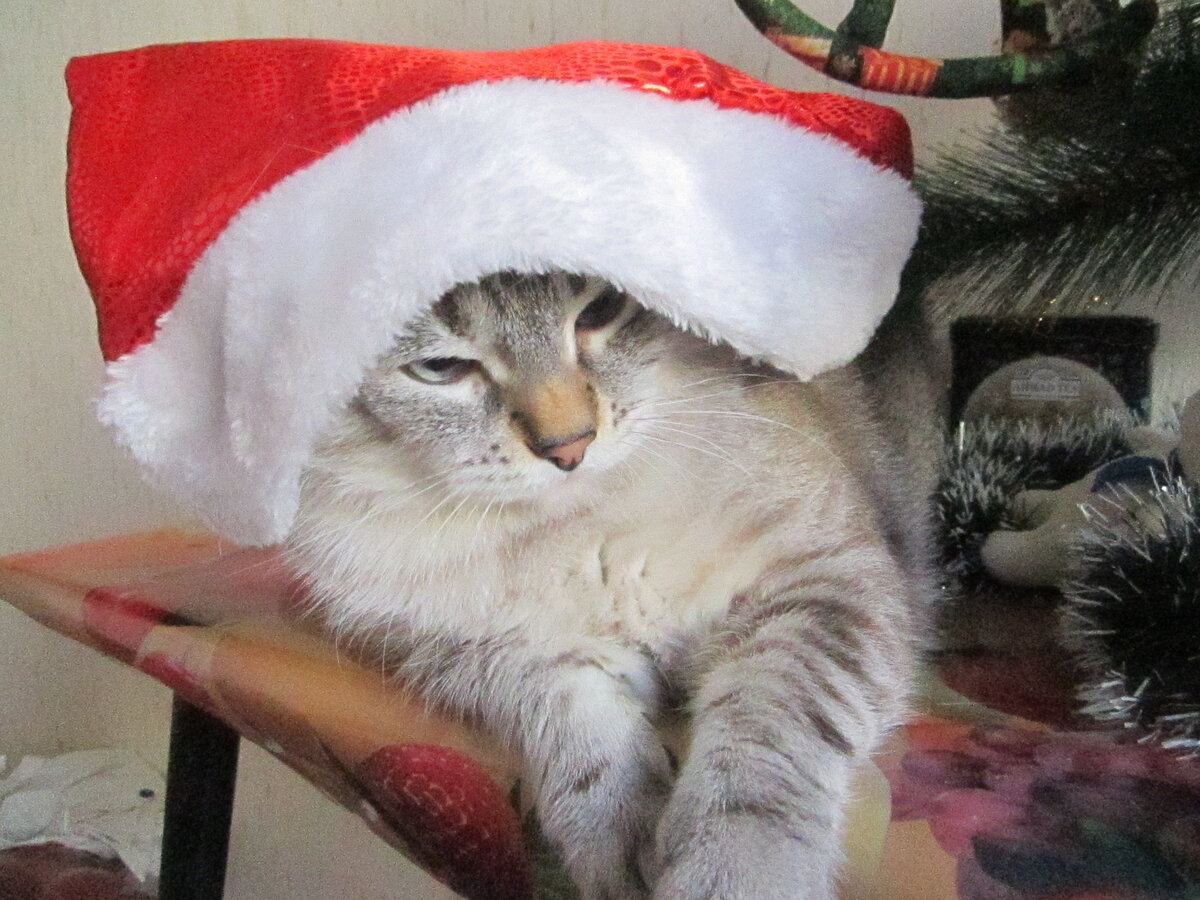 Кот Ирбис после Новогодних праздников..