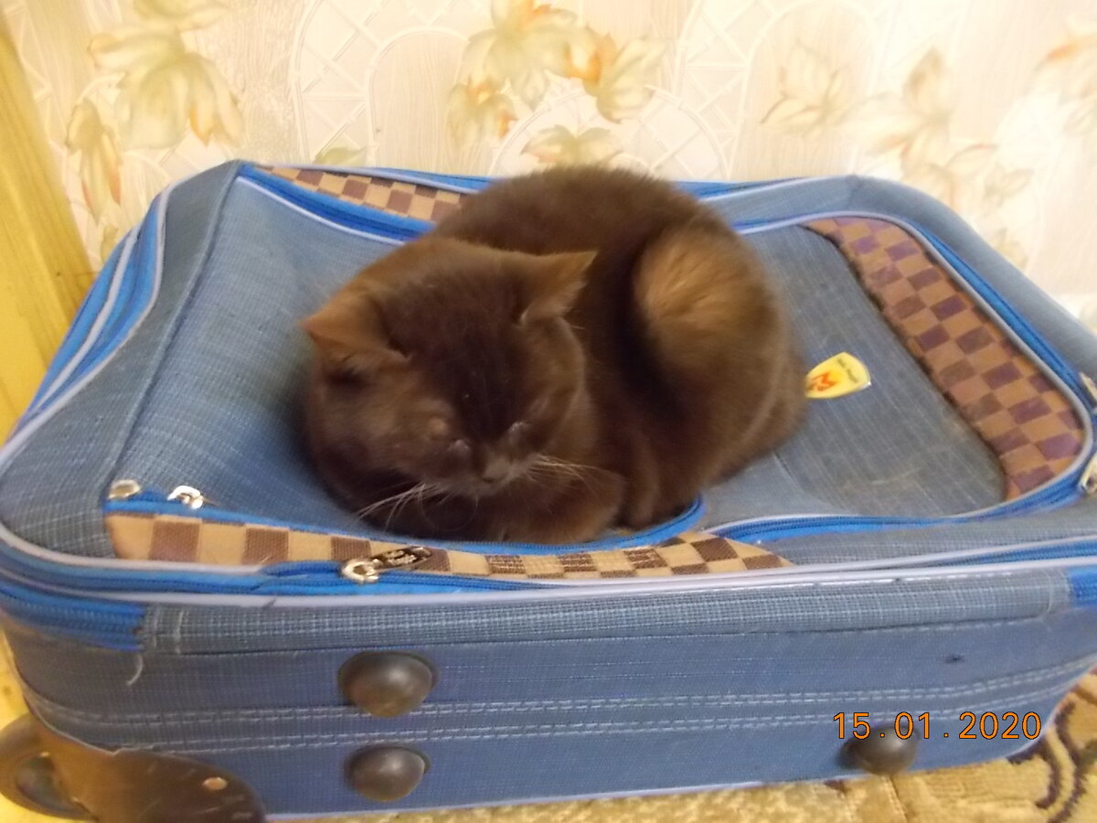 Лежанка для кошки своими руками из старого чемодана