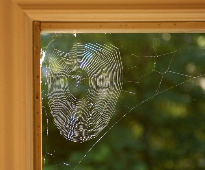 О чем говорит появление паутины в вашем доме. Поверить приметам или навести порядок?