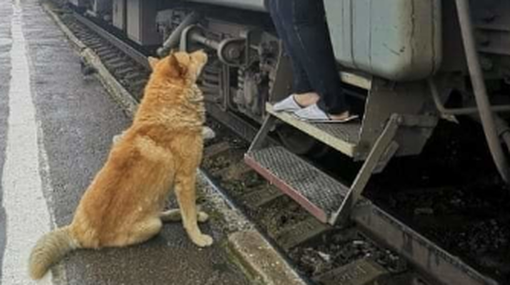 Самарский Хатико