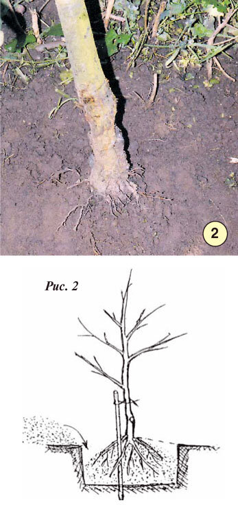 Посадка яблони прививка