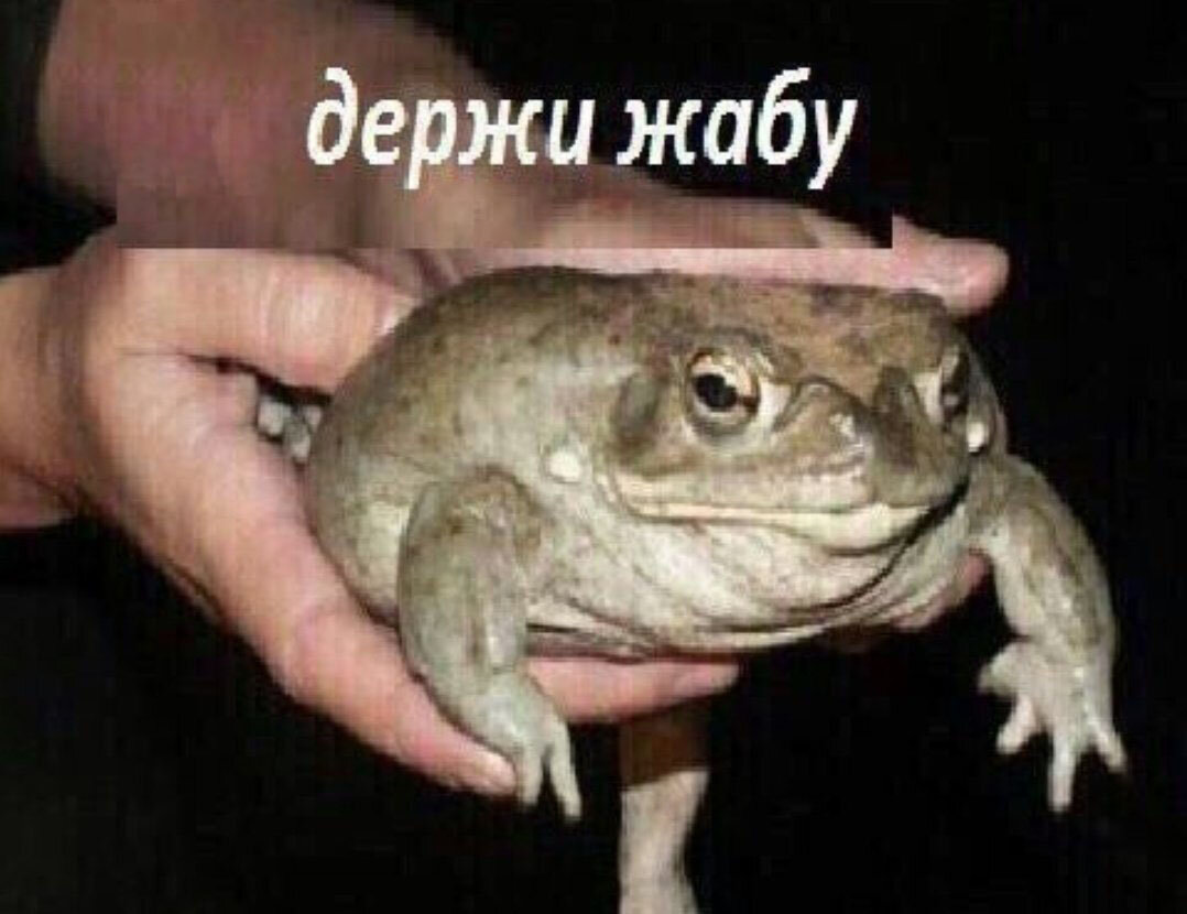 Жаба здесь, конечно, не дальневосточная, но картинка смешная. 