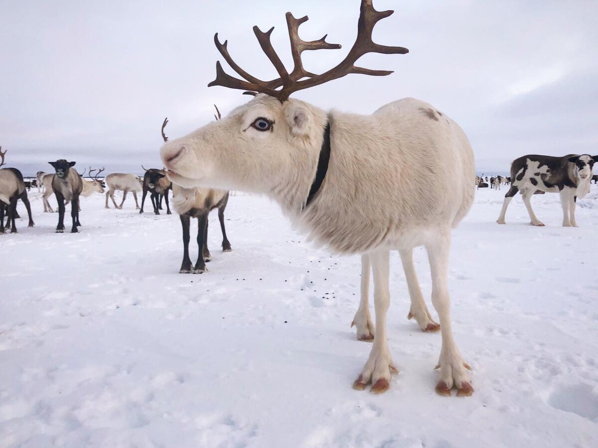 Фото: Компания "MyArcticExpedition" и Владислав Выучейский