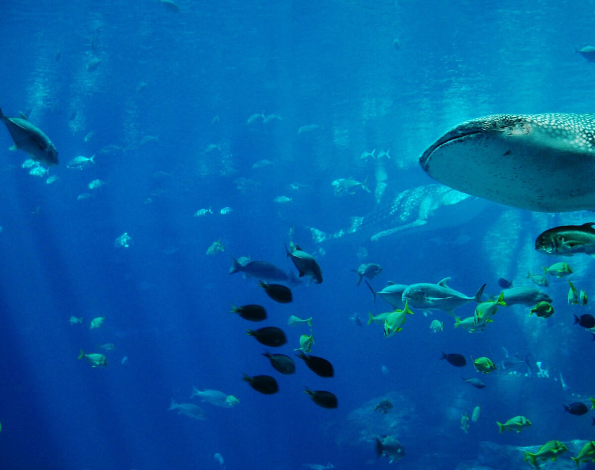 Фото с сайта: publicdomainpictures.net