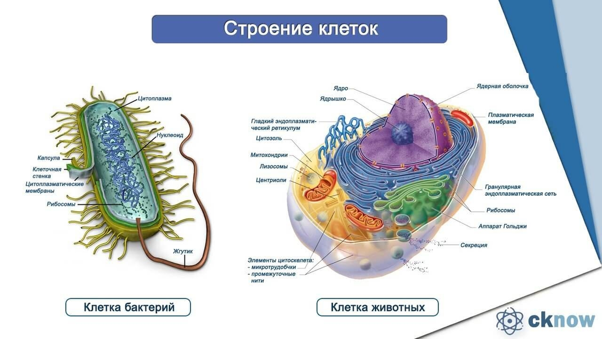 Картинки РАЗЛИЧИЯ КЛЕТОК ЭУКАРИОТ