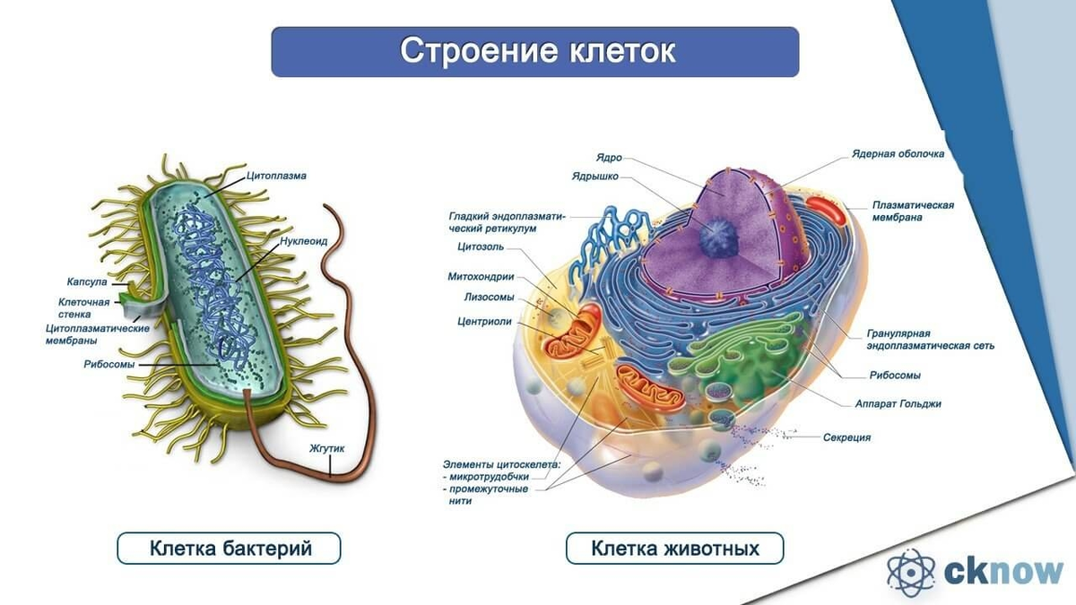 Растения эукариотические организмы. Строение клетки прокариот и эукариот рисунок. Строение прокариотических и эукариотических клеток. Прокариотная и эукариотная клетки. Бактерии эукариоты.