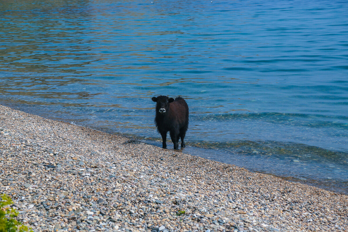 Купающийся телёнок