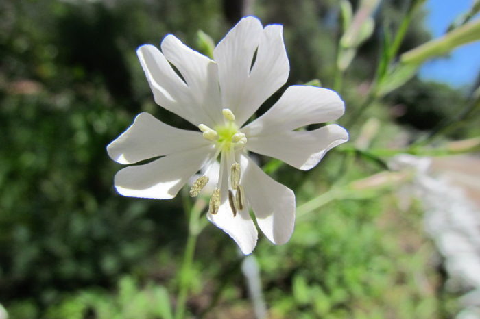 Silene tomentosa, Смолевка войлочная или Кэмпион Гибралтар