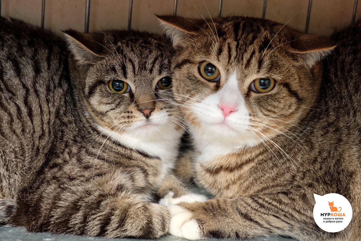 🎩😺 Котята-аристократы Графиня и Лорд готовы переехать в ваш замок 🏰😻 |  Центр помощи кошкам «Муркоша» | Дзен