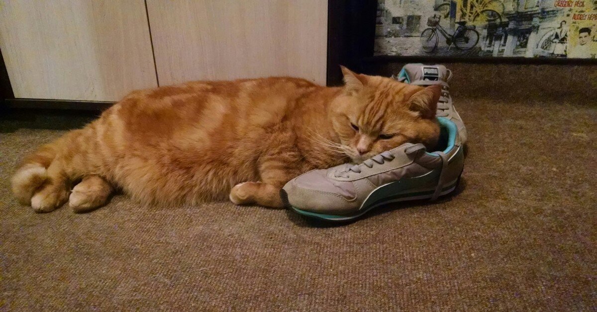 источник https://cs8.pikabu.ru/post_img/2018/04/24/11/og_og_1524596963273743759.jpg