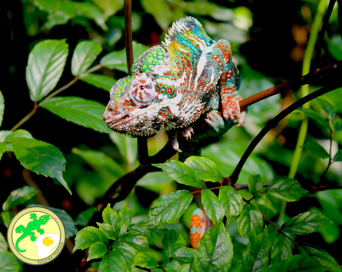 Большую роль в окраске кожи играет зрение хамелеона – чем интенсивнее освещение, тем ярче его окрас (Фото Laura Hayek на Unsplash)