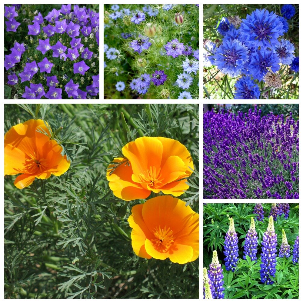 Контрастные растения для эшшольции: колокольчик, нигелла, василек, лаванда и люпин