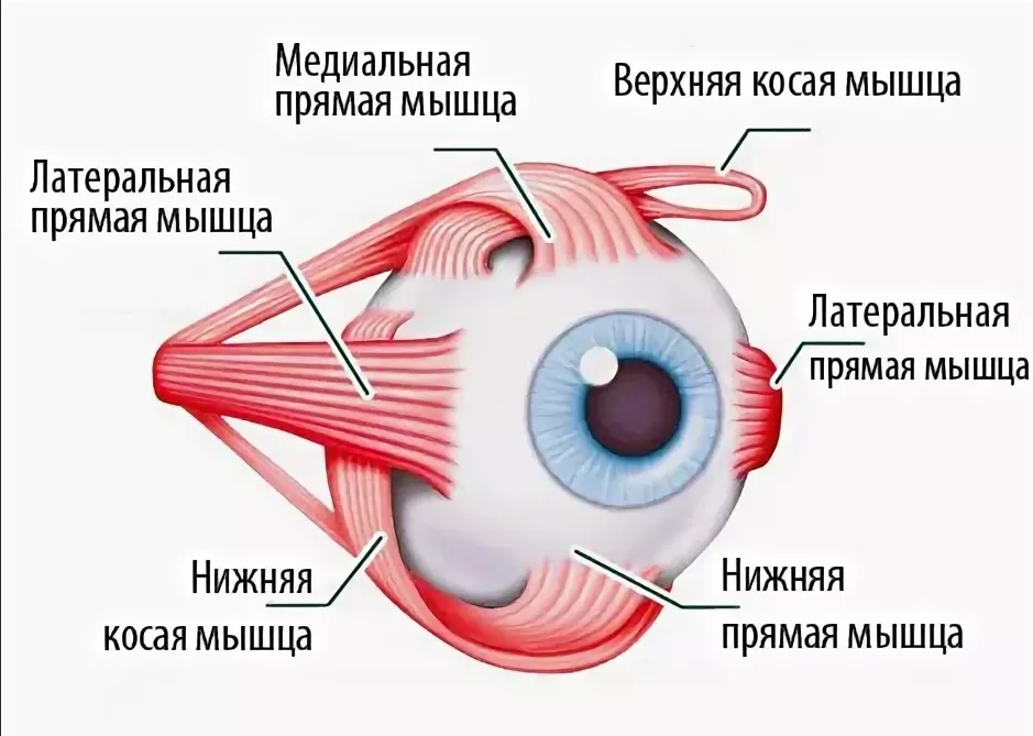 Координация движения глаз. Мышцы глазное яблоко строение анатомия. Глазодвигательные мышцы анатомия. Глазодвигательные мышцы глаза функции. Мышцы глазного яблока схема.