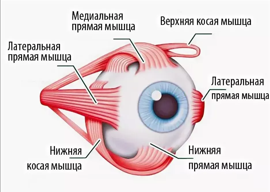 К глазным мышцам относятся. Мышцы глазное яблоко строение анатомия. Глазодвигательные мышцы анатомия. Глазодвигательные мышцы глаза функции. Мышцы глазного яблока схема