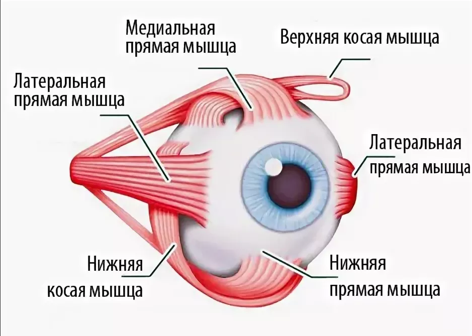 Приведенной глаз. Глазодвигательные мышцы глаза функции. Строение мышц глаза. Мышцы глазного яблока анатомия функции. Иннервация мышц глазного яблока анатомия.