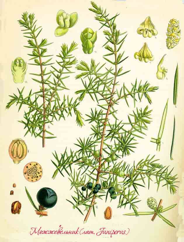 Элементные составляющие можжевельника
