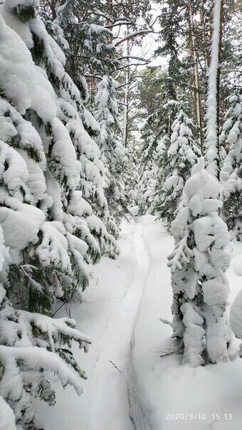 ok.ru/terrasiberica