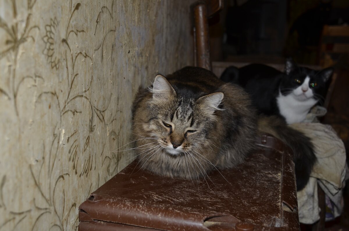 Котики ждут и надеются на помощь.