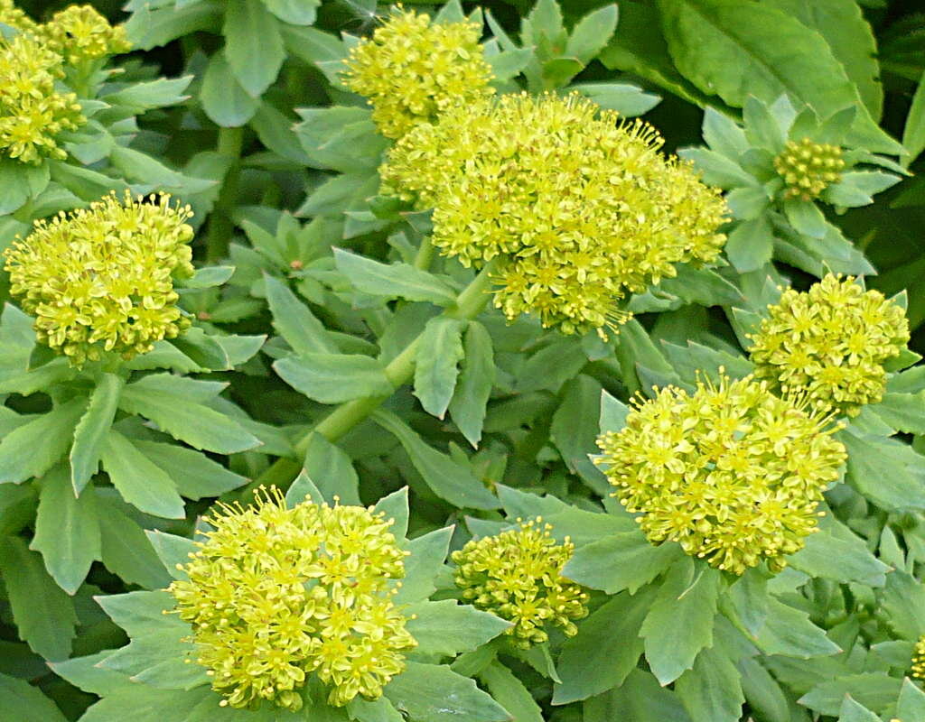 Фото с https://www.ru-dachniki.ru/?p=6560