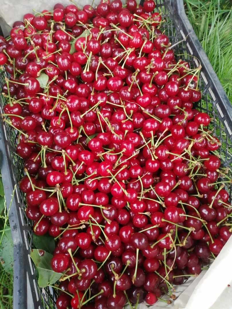   Вчерашний урожай из 5 корзин