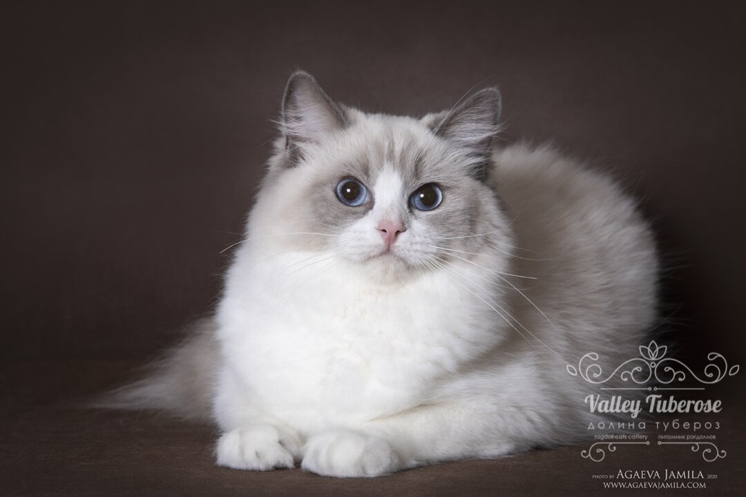 Кошка рэгдолл окраса голубой биколор Amina AirOne