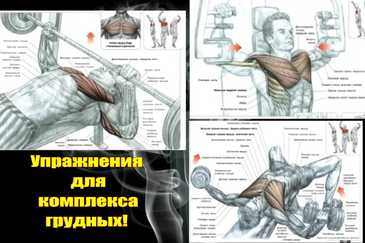 Схемы из книги Ф. Дэлавье "Анатомия силовых упражнений"